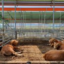 목동 한우농장 이미지