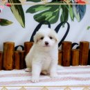 미앤멍 강아지분양 제주본점 | 여의도보더콜리입양 댕댕이 천국 발견?!