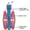 자율신경실조증, (잘 주무셔야 합니다!) 이미지