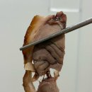 대구 관문시장 가성비 좋은 족발 맛집 “장충동맛있는족발”