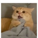 블랑드봄