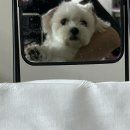 거울 광공