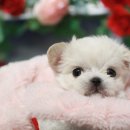 솔직하개 정직하개 SOLJICDOG 이미지