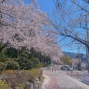 경화역 | 진해 카페경화역 후기 | 벚꽃 시즌 경화역 벚꽃길 카페