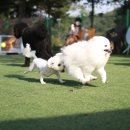 할리우독 이미지