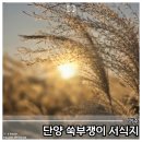 쑥부쟁이 | 여주 단양쑥부쟁이 서식지 여행기