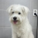 하나이누 이미지