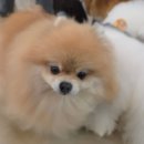 귀여워 강아지 | 홍대 관리 잘 되어있는 강아지 카페, The 귀여워 방문 후기