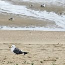 학암포항 이미지