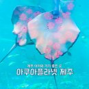 ㈜도원 | 제주도 가볼만한곳 아쿠아플라넷 제주, 4살 아이랑 다녀온 찐후기