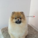 스타덤 펫살롱 네이버블로그