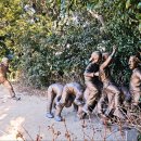 까멜리아 이미지