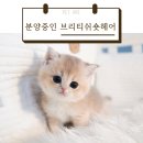 펫아미 강아지분양 고양이분양 동탄점 | 용인고양이분양 용인브숏분양 펫아미 동탄점의 핑크 골드의 예쁜 모색 애교쟁이