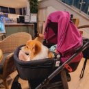 꽃단장 애견미용실 이미지