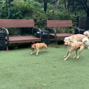 두리멍쉴 애견유치원 이미지