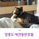 로얄엠포리움호텔 | 영종도 애견동반 로얄엠포리움호텔 실망스러운 후기_무단침입