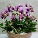 테크노 꽃나라 이미지