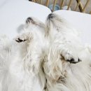 곰띠돈띠 이미지