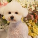 아름다울개 이미지