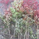 남천고을 이미지