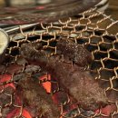 분당목장 이미지