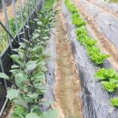 추월농장 이미지