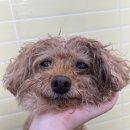 화사하개 이미지