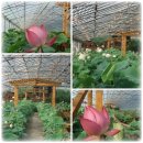 창포농장 이미지