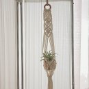 이오난사 미니라탄바구니 | 공중식물 틸란드시아 이오난사 홈데코 연출법 마크라메 화분걸이 감성소품