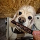 멍냥펫24양원역점 | [로이와 함께하는 애견동반 제주여행✈️] Part2 제주 도착 후 김치찌개와 왕치즈계란말이가 있는 주객이전...