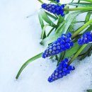 샤갈의 마을 이미지