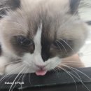 인천고양이미용 예민한 고양이 스트레스없는 미용후기 캣펀
