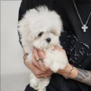 냥만스럽개 이미지