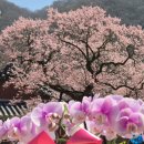 중앙승가대학교 | 백암산 천진암(天眞庵)