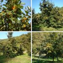 장창수농장 이미지