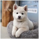 버디독 강아지분양 고양이분양 안심분양센터 인천점 이미지