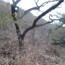 ?시월이와 이별하며 낙엽으로 이불을 만들어 덮는 계양산 (2011,11,09) 이미지