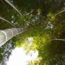 대나무랜드 이미지