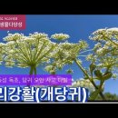 지리강활_맹독성 독초, 당귀로 오인 사고 다발 이미지