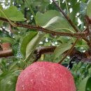 잉꼬농원 이미지