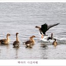 백조 이미지