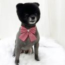 비마인 독 이미지