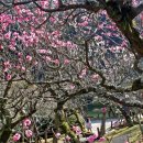 매화공원 광장 이미지