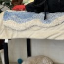 멍애견카페 이미지