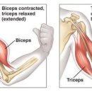 요가와근력운동 이미지