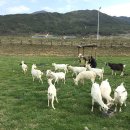 희망축산농장 이미지