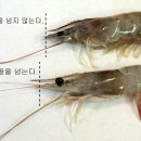 대하 이미지