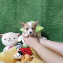 광주강아지분양 고양이분양 펫왕국 이미지