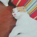 꼬모 이미지
