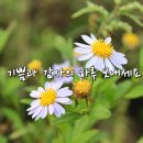 천사의양식 이미지